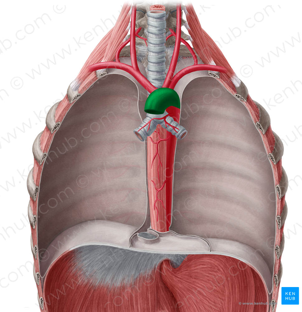 Aortic arch (#826)