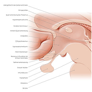 Hypothalamus: relations (German)