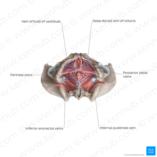 Veins of the clitoris (English)