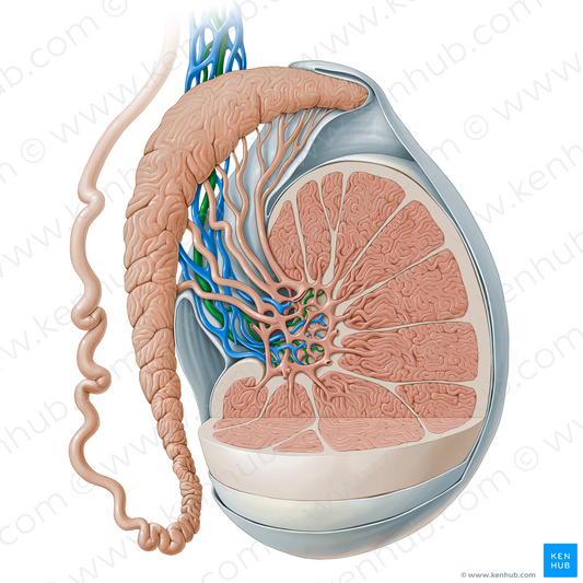 Testicular artery (#13524)