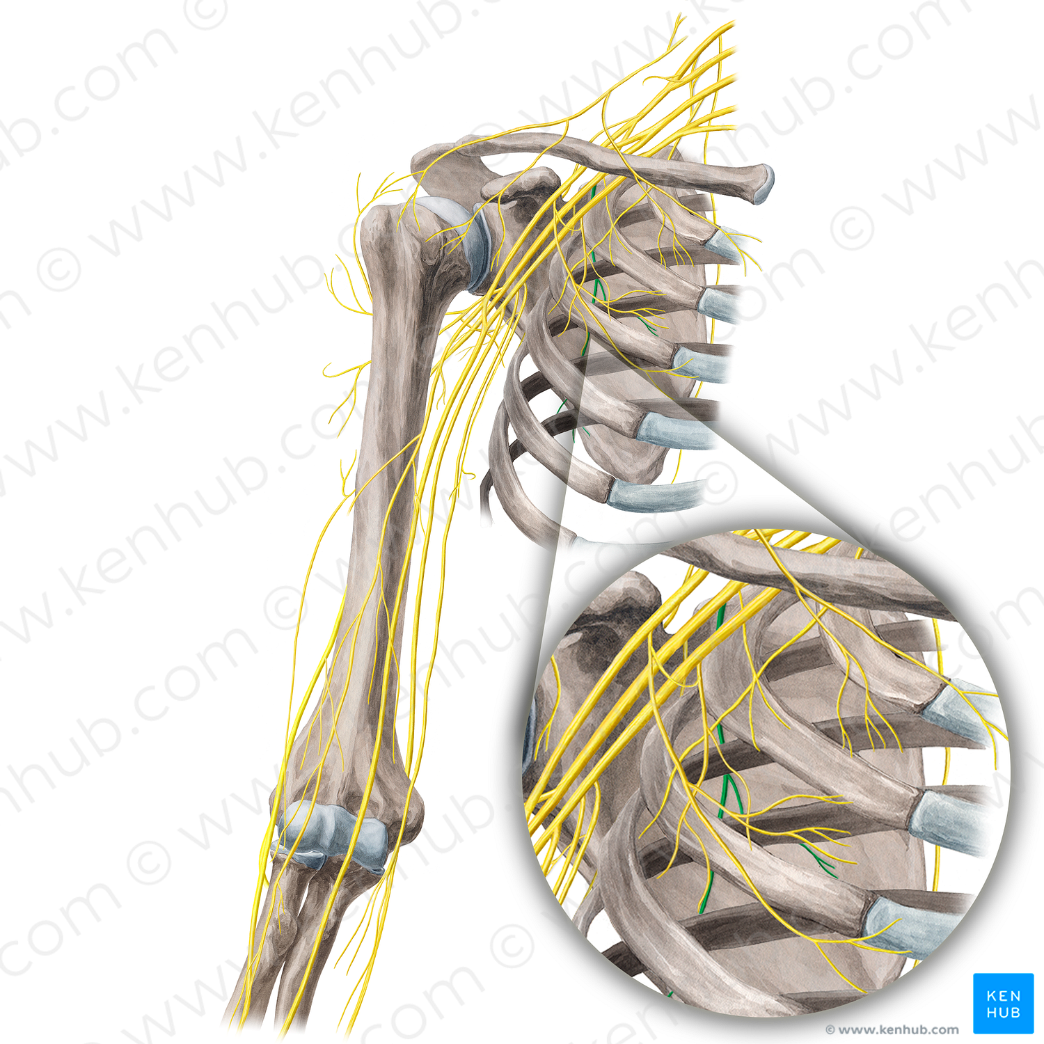 Thoracodorsal nerve (#21674)