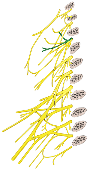 Transverse cervical nerve (#6370)