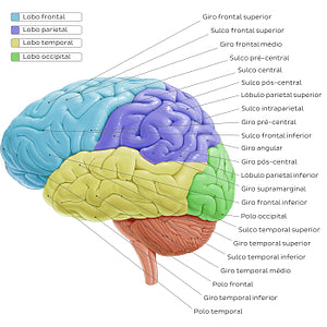 Lateral view of the brain (Portuguese)