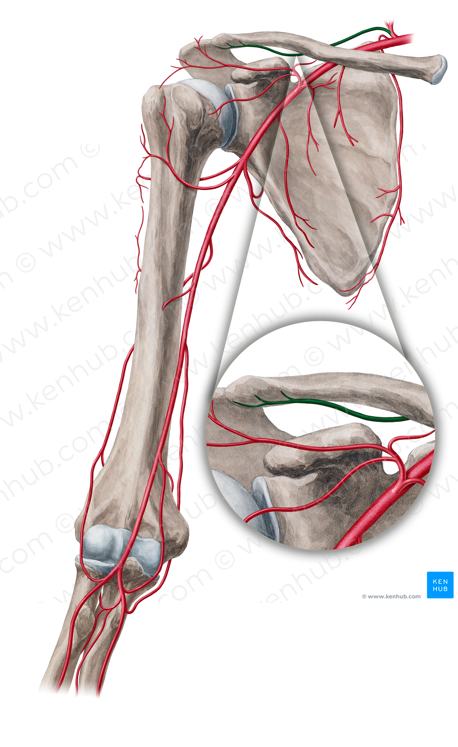 Suprascapular artery (#18861)