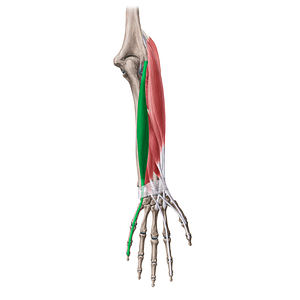 Extensor digiti minimi muscle (#20070)