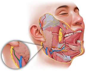 Posterior auricular vein (#9957)