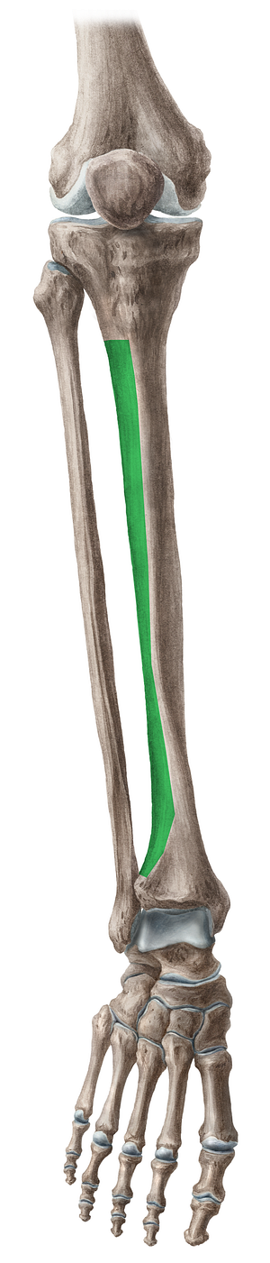 Lateral surface of tibia (#3505)