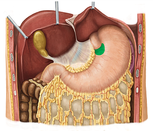 Cardia of stomach (#7672)