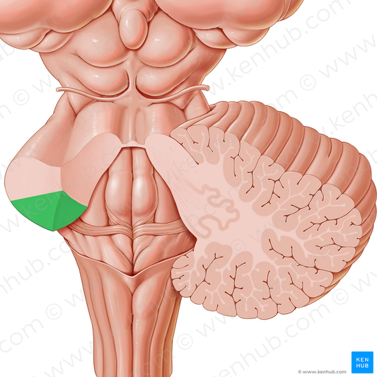 Inferior cerebellar peduncle (#7826)