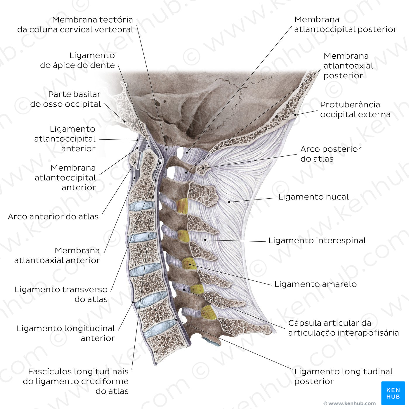 Craniovertebral ligaments and joints (Portuguese)