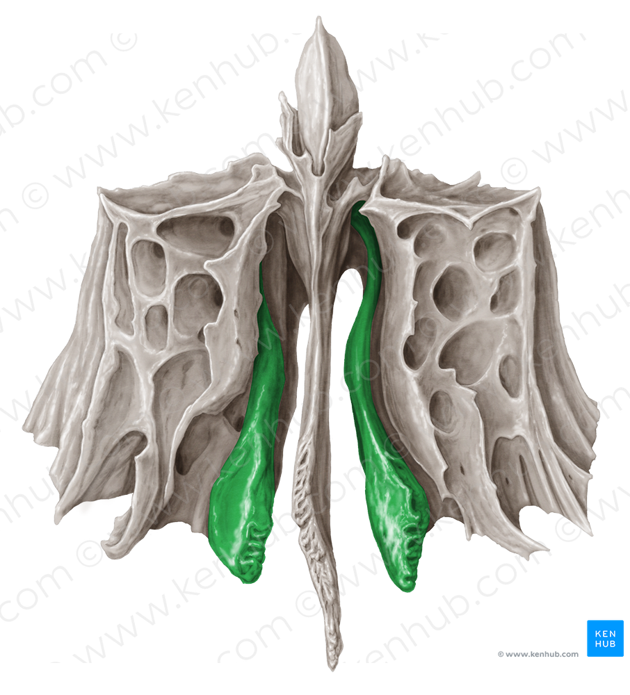 Middle nasal concha of ethmoid bone (#2798)