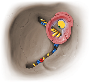 Ophthalmic artery (#15353)