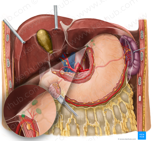 Juxtacardial lymph nodes (#679)