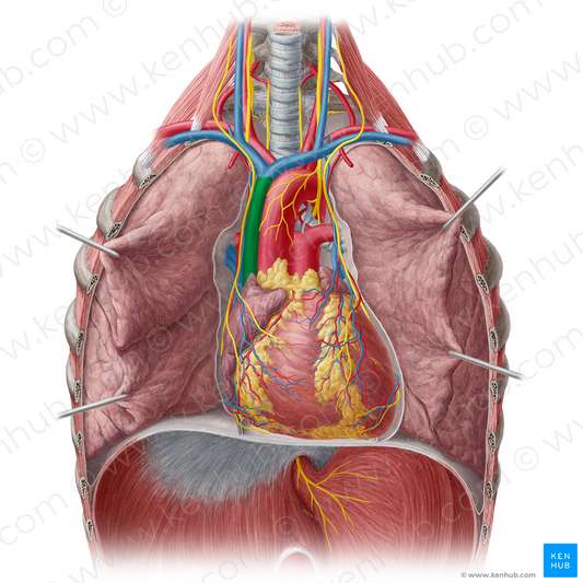 Superior vena cava (#10076)