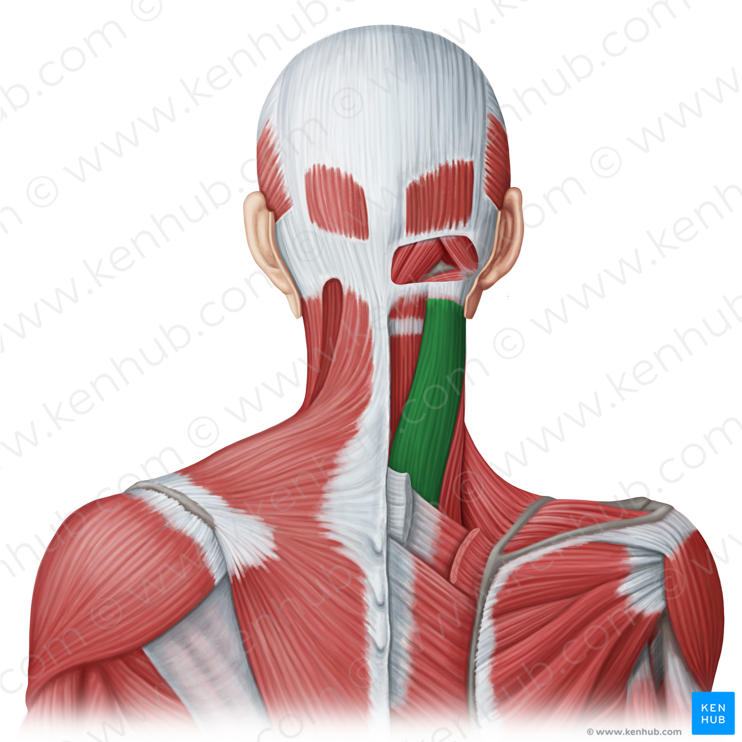 Splenius capitis muscle (#20030)