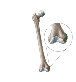 Medial epicondyle of femur (#3399)