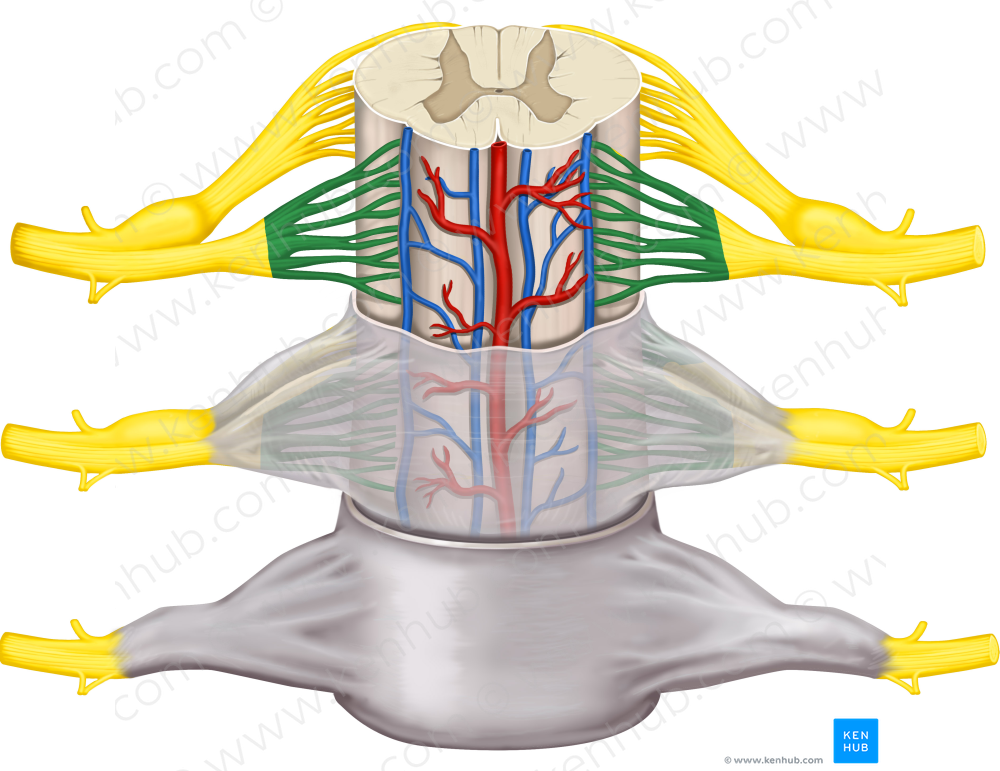 Rootlets of anterior root (#3641)