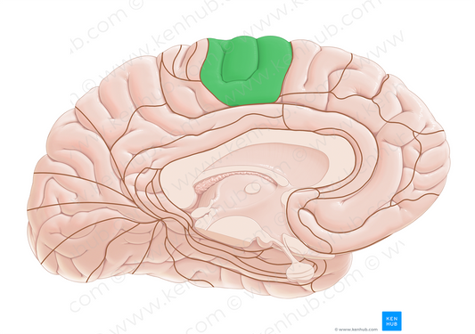 Brodmann area 4 (#17949)