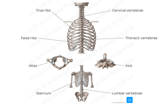 Main bones of the trunk (English)