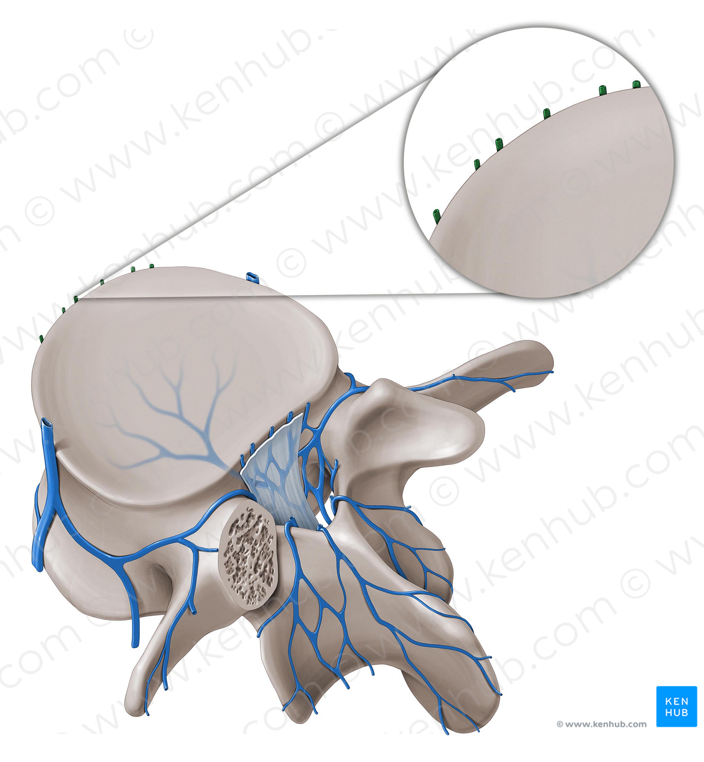 Anterior external vertebral venous plexus (#8075)