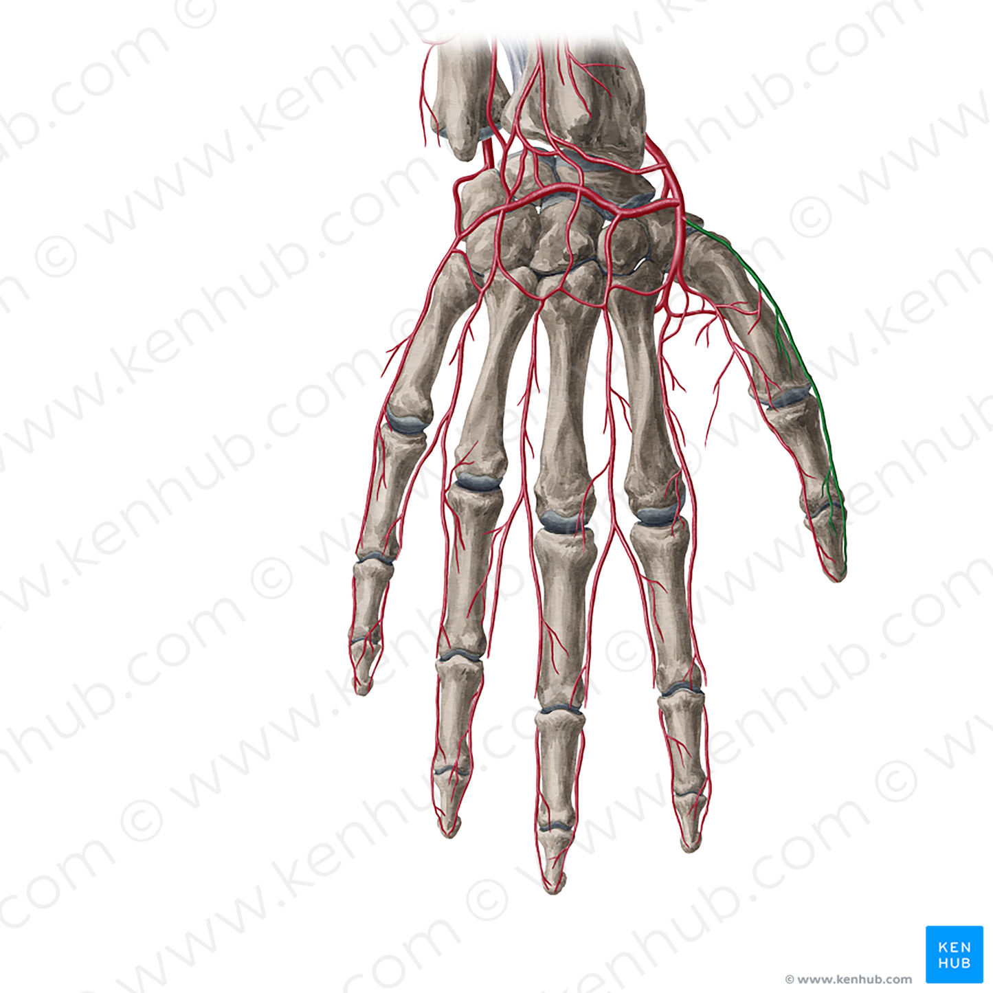 Dorsal radial digital artery of thumb (#20370)