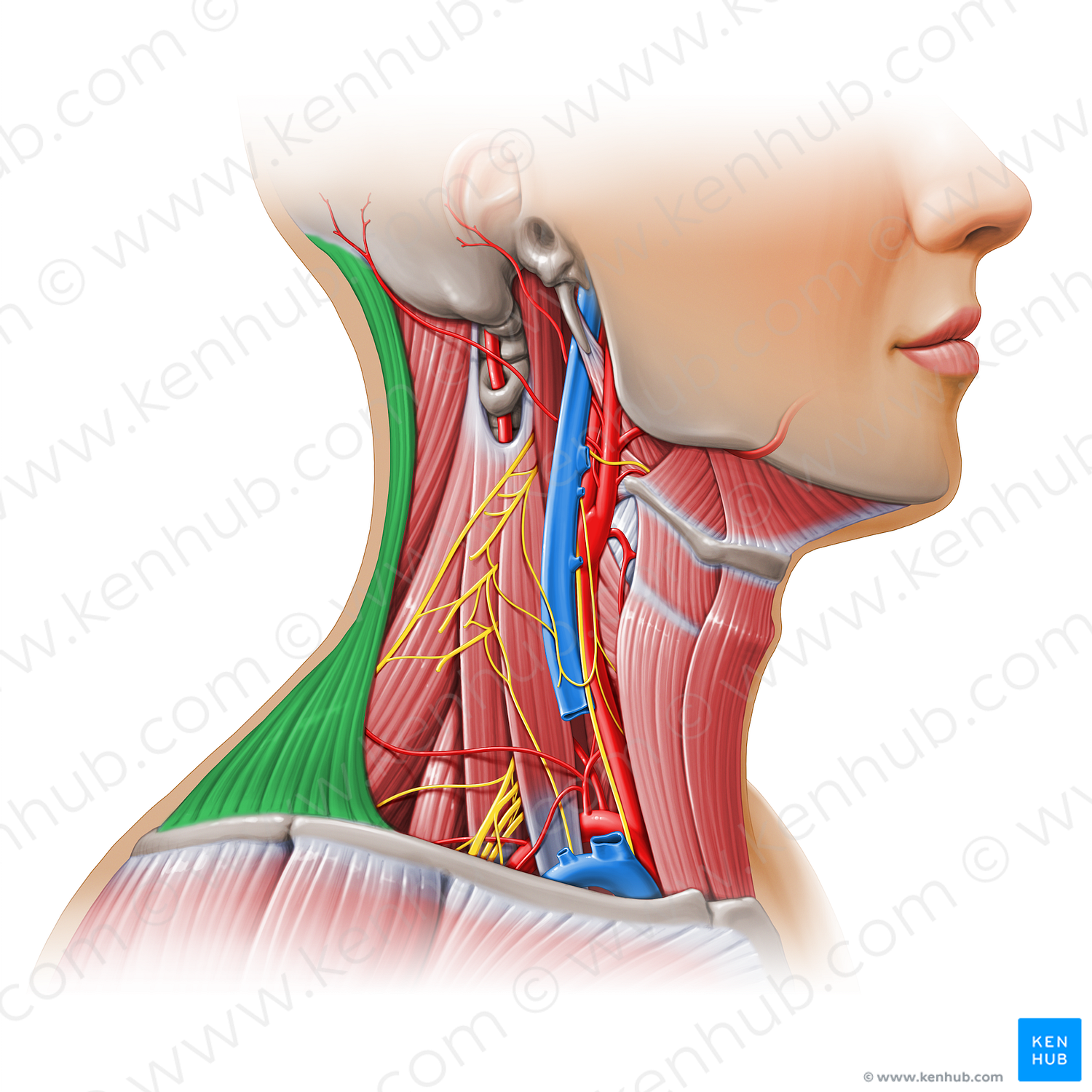 Trapezius muscle (#11162)