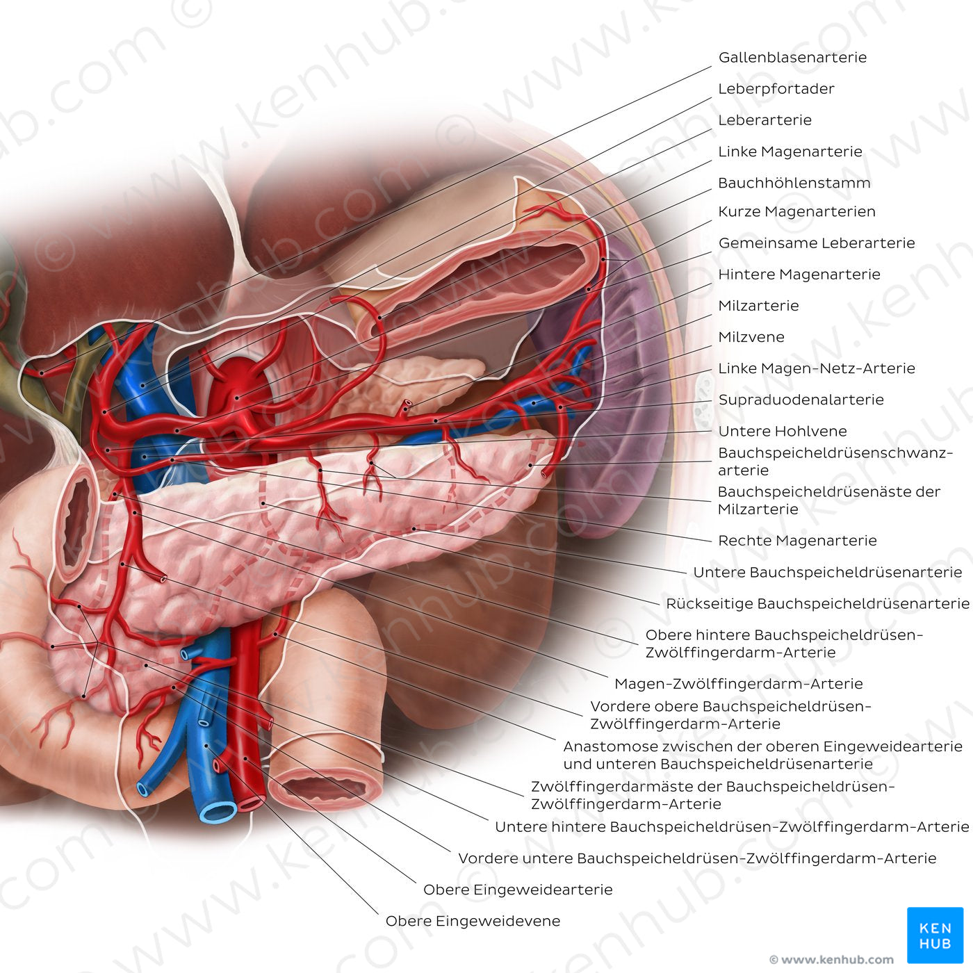 Arteries of the pancreas, duodenum and spleen (German)