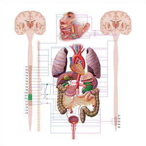 Kidney (#18568)