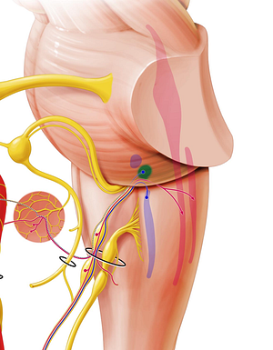 Inferior salivatory nucleus (#7251)