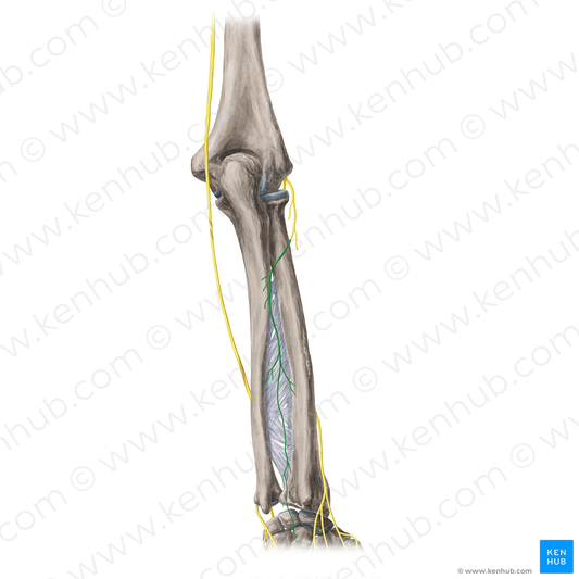 Posterior interosseous nerve (#20399)