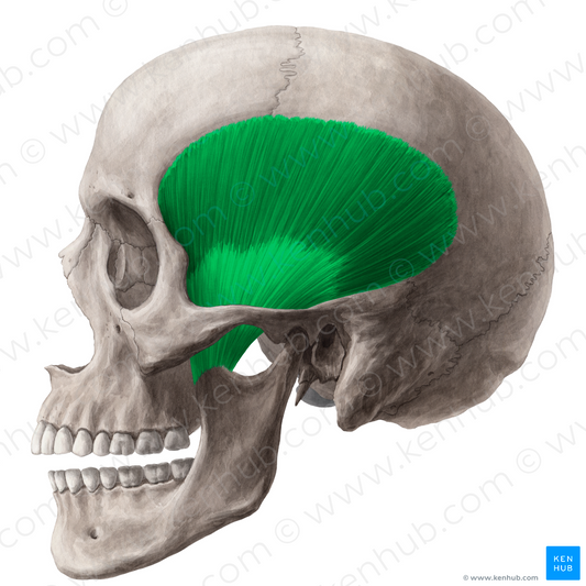 Temporalis muscle (#6068)