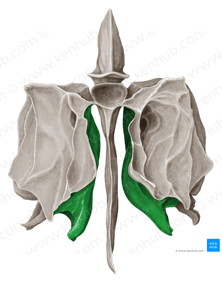 Middle nasal concha of ethmoid bone (#2803)