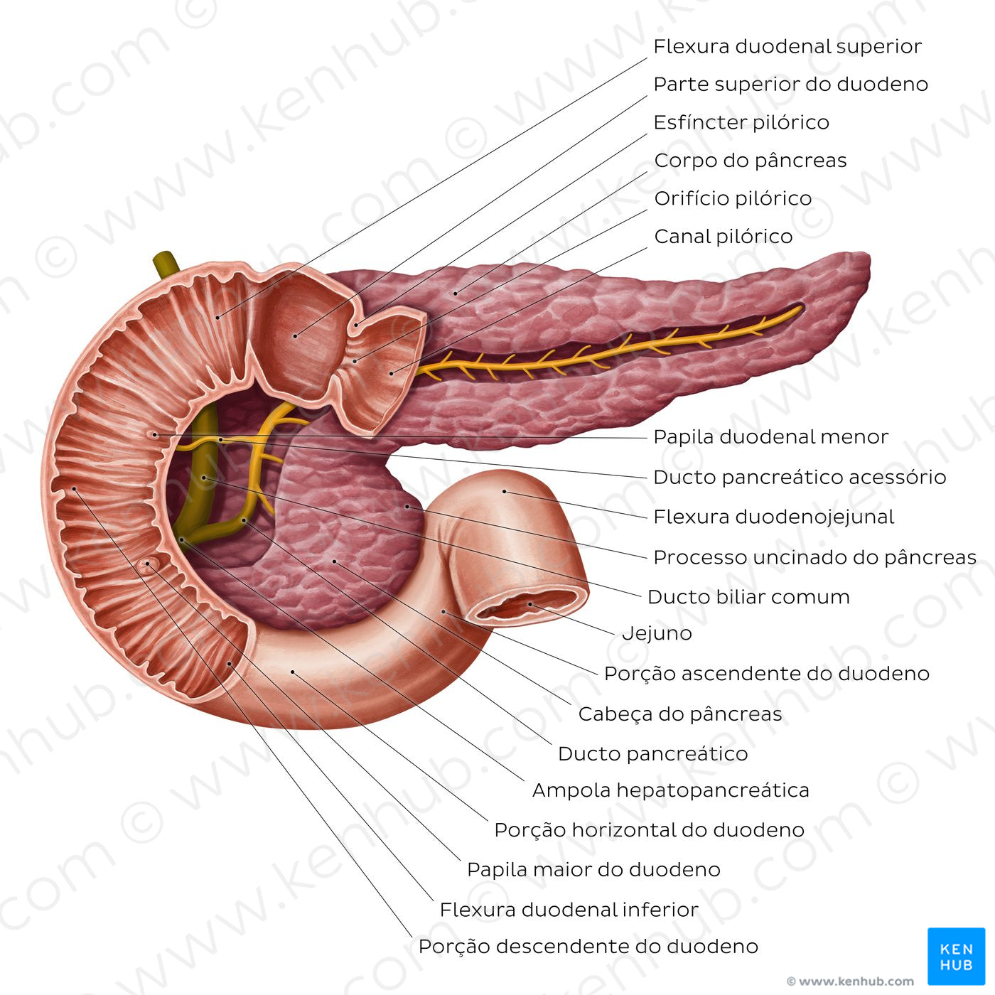 Pancreatic duct system (Portuguese)