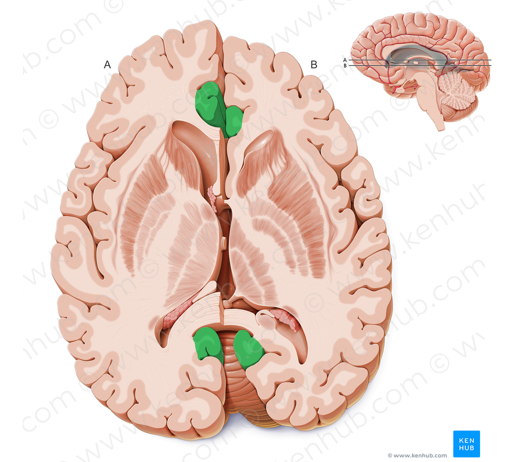 Cingulate gyrus (#4169)