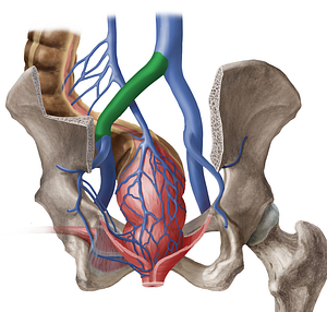 Left common iliac vein (#10293)