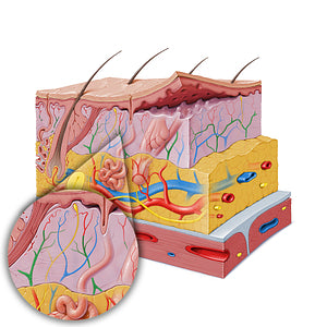 Dermal arterial plexus (#19847)