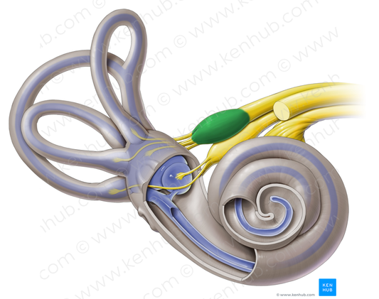 Superior part of vestibular ganglion (#4048)