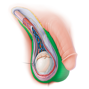 Scrotum (#15121)