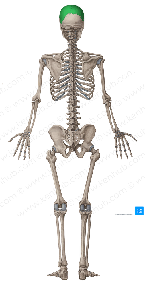 Parietal bone (#7476)