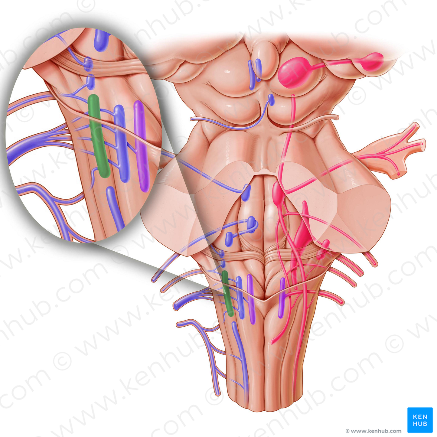 Nucleus ambiguus (#7162)