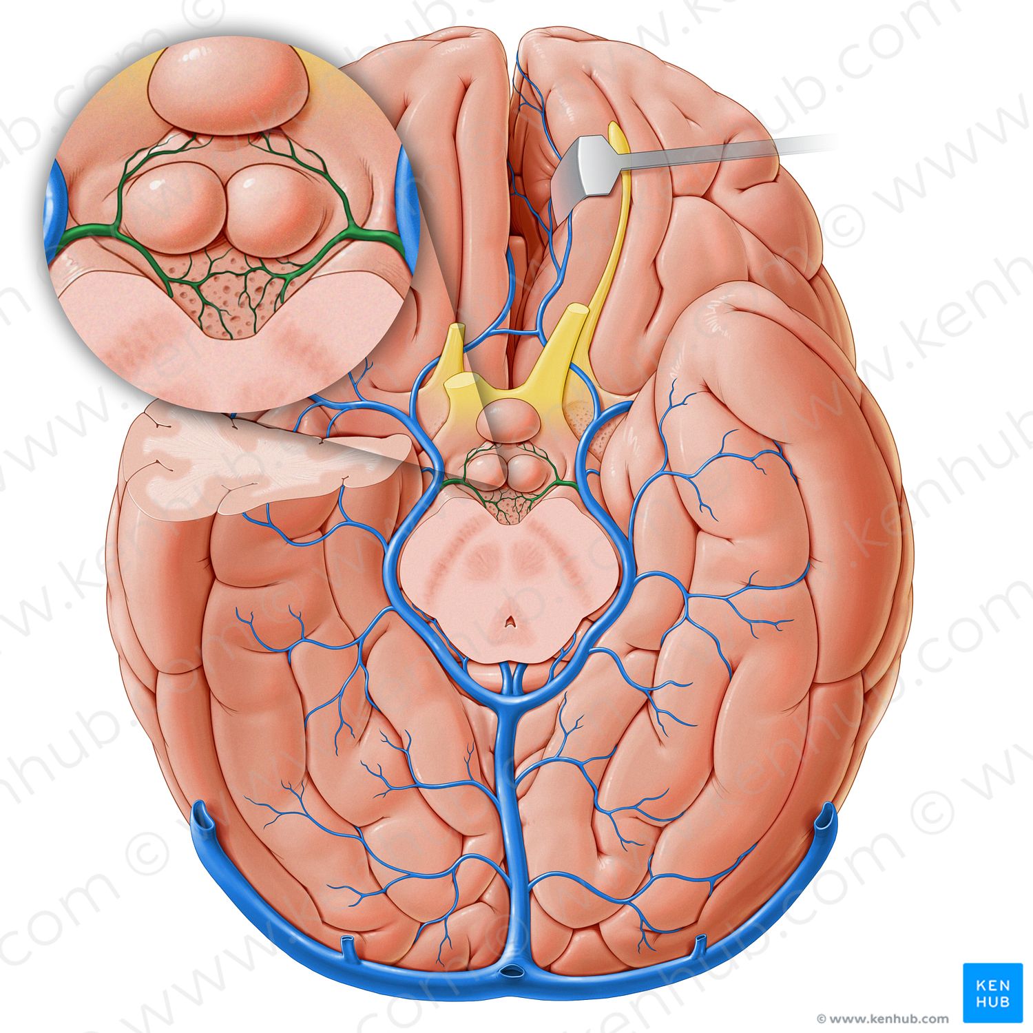 Interpeduncular veins (#18253)