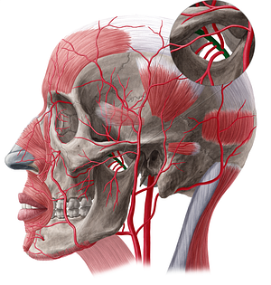 Maxillary artery (#20514)