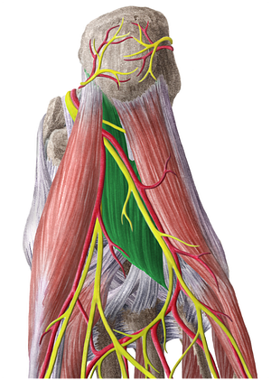 Quadratus plantae muscle (#5823)