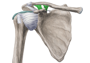 Coracoclavicular ligament (#4504)