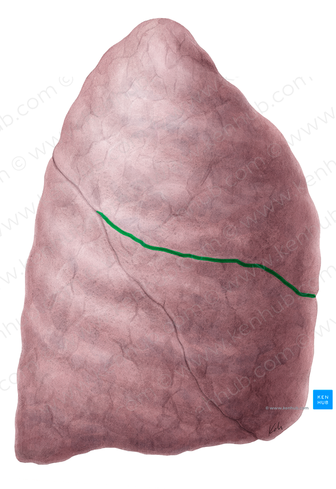 Horizontal fissure of right lung (#3655)