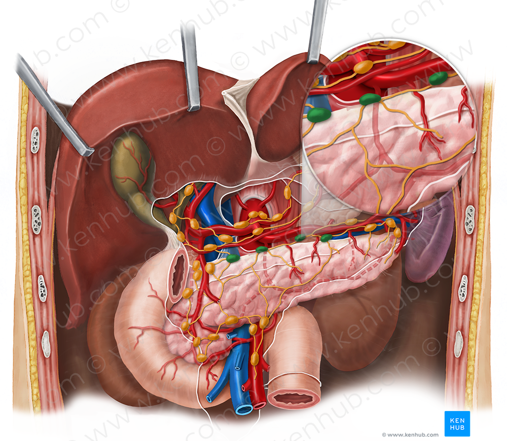 Superior pancreatic lymph nodes (#7070)