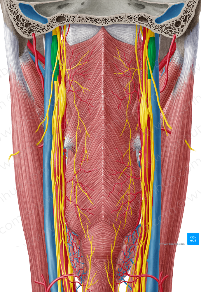 Inferior ganglion of vagus nerve (#3980)