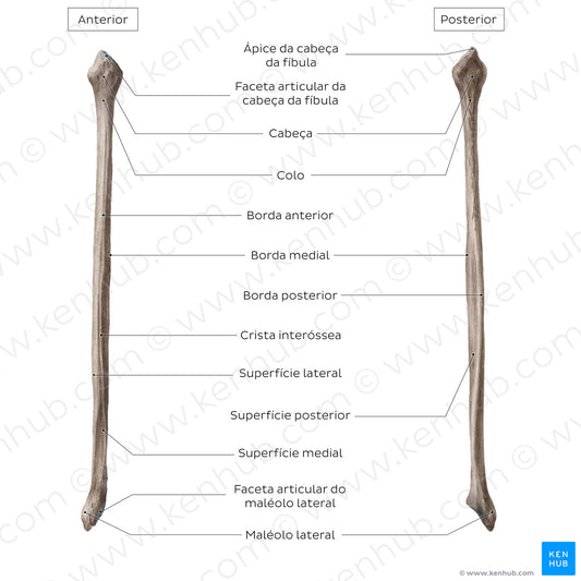 Fibula (Portuguese)