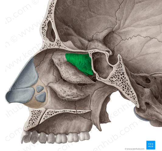 Superior nasal concha of ethmoid bone (#2809)