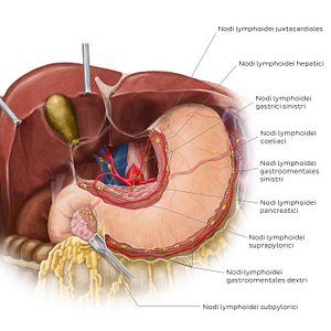 Lymphatics of the stomach and liver (Latin)